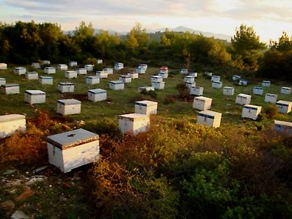4,26 εκατ. ευρώ για στήριξη της Μελισσοκομίας το 2014