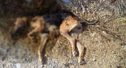 Εκτέλεσαν σκύλο κοντά στον Αλμυρό ποταμό Ηρακλείου