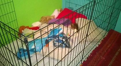 Παιδί με ειδικές ανάγκες κοιμάται σε...κλουβί (pic)