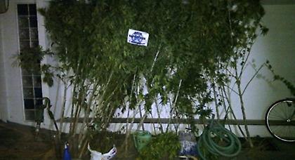 Είχε μετατρέψει το σπίτι του σε φυτώριο κάνναβης