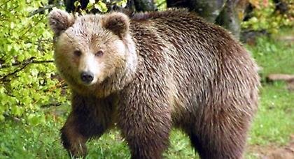 Ζαγοροχώρια: Αρκούδα εισέβαλε σε καφενείο!