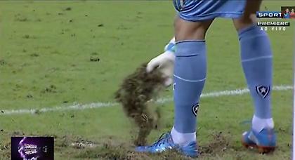 Γήπεδο… χωράφι! (video)