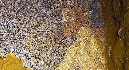 Μενδώνη: Σήμερα ή αύριο θα φανεί αν υπάρχει άλλο πρόσωπο στο ψηφιδωτό