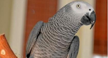 Παπαγάλος επέστρεψε μιλώντας ισπανικά…