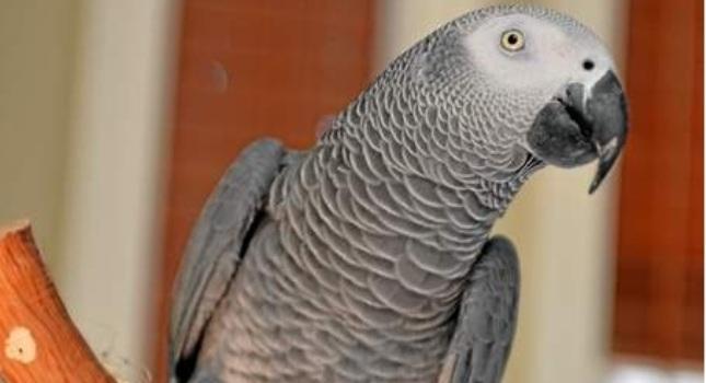 Παπαγάλος επέστρεψε μιλώντας ισπανικά…