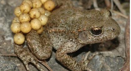 Νέος ιός σκοτώνει αμφίβια στην Ισπανία