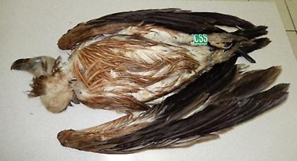 Λαθροθήρες πυροβόλησαν προστατευόμενο όρνιο