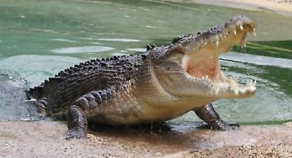 Εμφανίστηκε ξανά ο Σήφης ο Κροκόδειλος! (video)