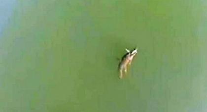 Λιάζεται αμέριμνος ο «Σήφης» (video)