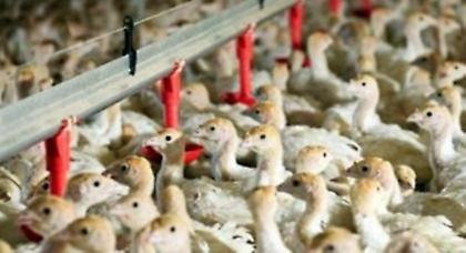 Ο ιός της γρίπης των πτηνών εντοπίστηκε στην Ολλανδία