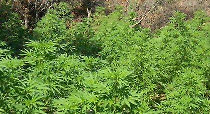 Κρήτη: Βρήκαν τους χασισοκαλλιεργητές δύο χρόνια μετά!