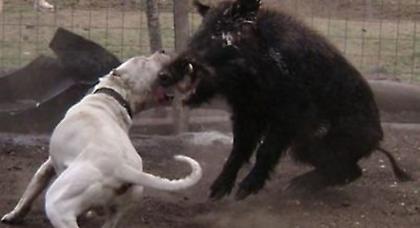 Διοργάνωναν μάχες μεταξύ σκύλων και… αγριογούρουνων!