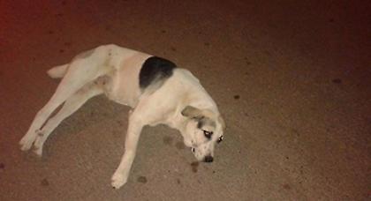 Ομαδική δηλητηρίαση σκύλων στα Τρίκαλα