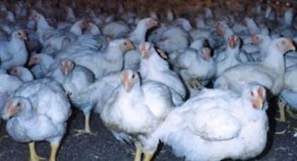 Νέο πιθανό κρούσμα ιού της γρίπης στην Ολλανδία