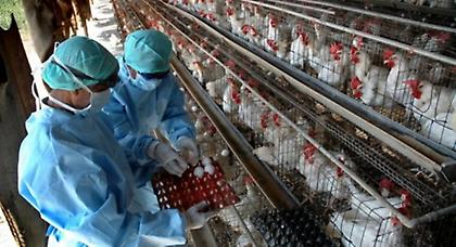 Κρούσματα γρίπης των πτηνών σε τέταρτο ολλανδικό ορνιθοτροφείο