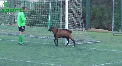 Ντου από… τράγο στο γήπεδο!