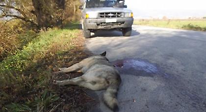 Λύκος προκάλεσε τροχαίο ατύχημα στην Καστοριά