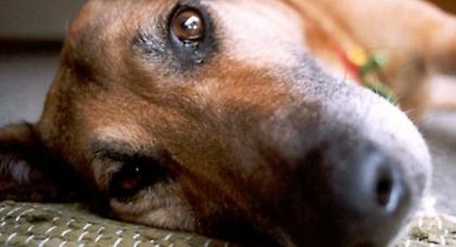 Χρησιμοποιούσαν αδέσποτα για πειραματόζωα και κτηνοβασίες