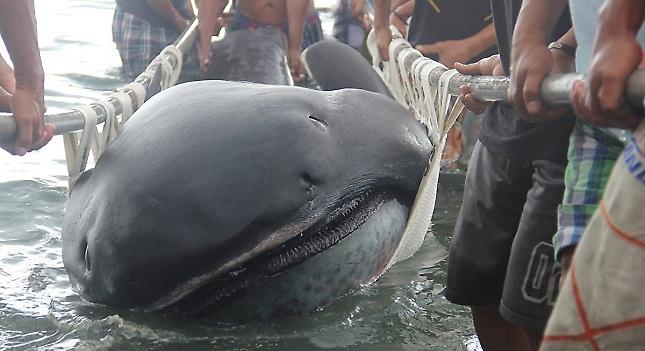 Σπάνιος καρχαρίας ξεβράστηκε στις Φιλιππίνες (video)