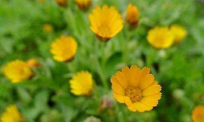 Ανοιξιάτικο Σπιτικό Φαρμακείο από τη Μάνα Γη - μια ξεχωριστή δραστηριότητα