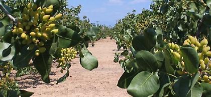 Αλμυρό… φυστίκι, προσφέρουμε στους Γερμανούς