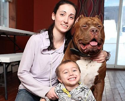 Το πιτ μπουλ που ζυγίζει 80 κιλά!