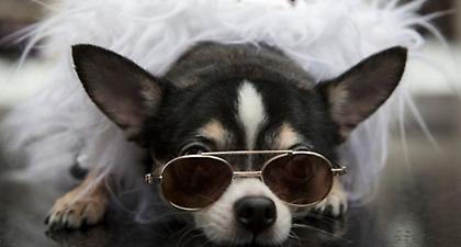 Σήμανε συναγερμός λόγω… τσιουάουα σε βαλίτσα