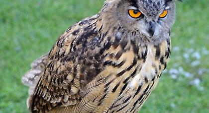 Έπιασαν τον μπούφο που χτυπούσε περαστικούς