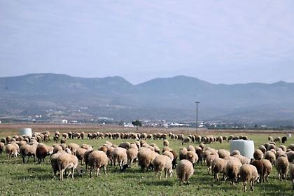 Μόνο αυτά μπορούμε να εξάγουμε στη Ρωσία