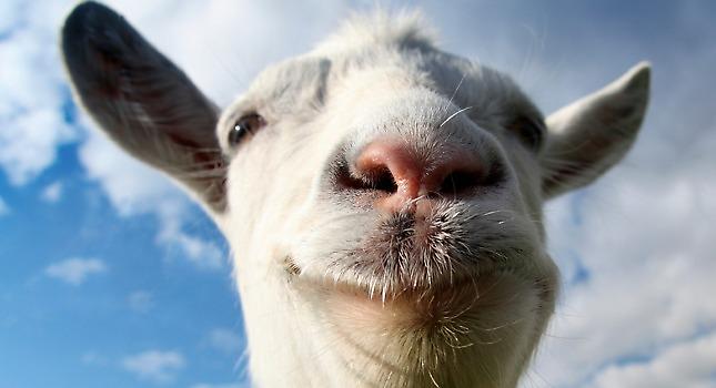 Το Goat Simulator έρχεται στο Xbox One!
