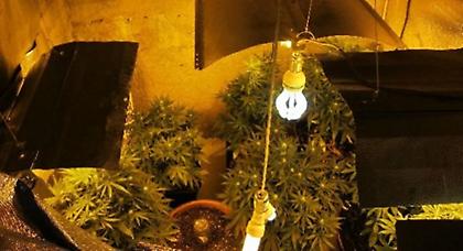 Έστησαν εργαστήριο κάνναβης σε επιχείρηση