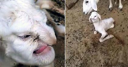 Αρνί με ανθρώπινο πρόσωπο! (video)