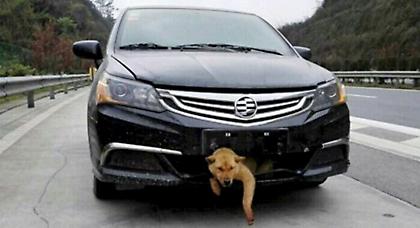 Αυτός ο σκύλος ξεγέλασε το θάνατο κι επέζησε! (pics)