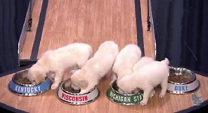Κουταβάκια προβλέπουν νικητή στο «March Madness»! (video)