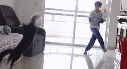 Αίλουρος γκολκίπερ… Κυριολεκτικά! (video)