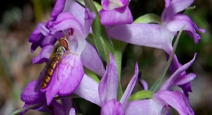 Παγκόσμιο Συνέδριο για την έρευνα και προστασία των αυτοφυών ορχιδεών στη Σάμο
