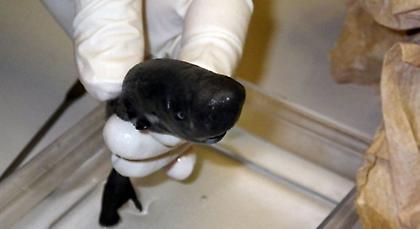 Καρχαρίας… τσέπης (pics)