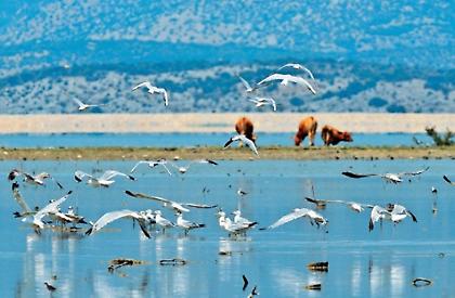 Ποδηλατικός γύρος στη λίμνη Κάρλα για τουριστική προβολή