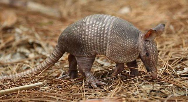 Τέξας: Πυροβόλησε αρμαντίλο και... κατέληξε στο νοσοκομείο