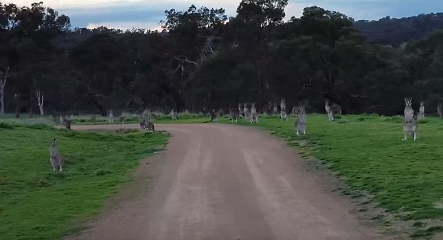 Εφιάλτης στο δρόμο με τα καγκουρό! (video)