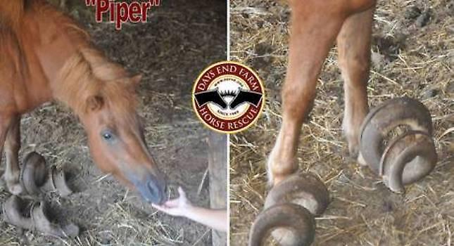 Βρέθηκαν παραμελημένα άλογα με οπλές 90 εκατοστών!