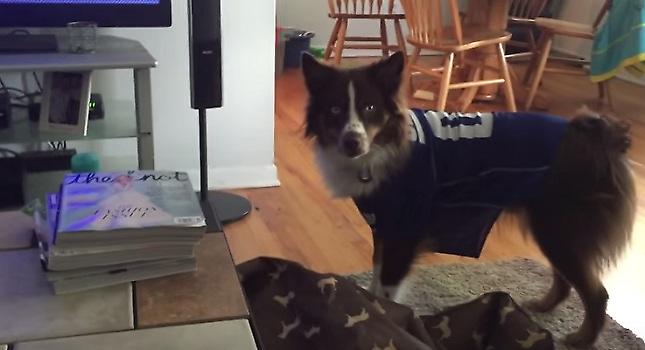 Ο σκύλος είναι ο καλύτερος φίλος του ανθρώπου. Ειδικά όταν σου φέρνει μπύρα από το ψυγείο (video)