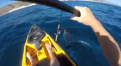 Μάχη ψαρά με σφυροκέφαλο (video)