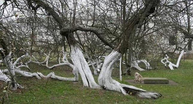 Δέντρο 200 ετών και μέγεθος 10 στρέμματα!