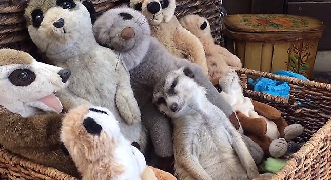 Η καθημερινότητα μια σουρικάτας στη δουλειά του αφεντικού της (video)