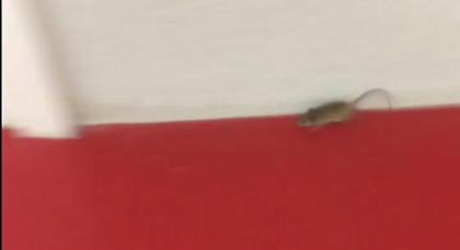 Ποντίκι στα αποδυτήρια της Ligue 1 (video)