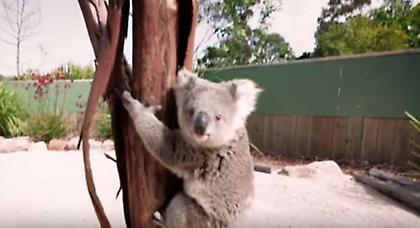 Το βίντεο με την αγκαλιά ενός κοάλα που «σπάει» το ιντερνετ!
