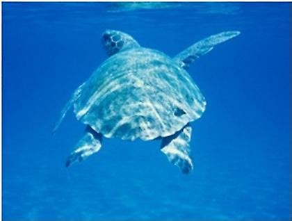 Συνεχίζει το έργο προστασίας χελωνών και χαμαιλέοντα η Costa Navarino