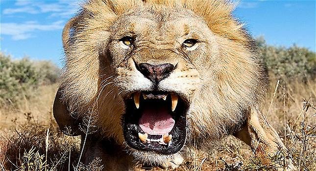 Τα δέκα πιο θανατηφόρα ζώα στον πλανήτη (pics-vid)