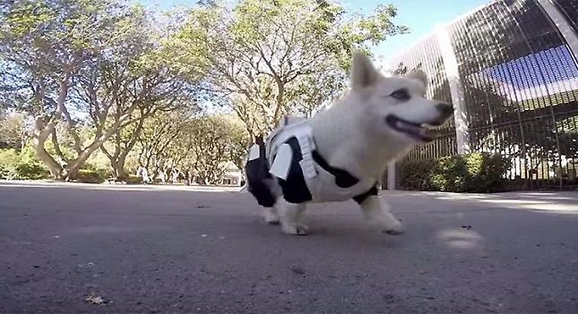 Σκύλος ντυμένος αλά… Star Wars (video)